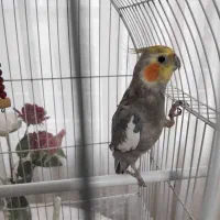 عروس هلندی نر