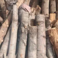 بریدن و هرس کردن درخت