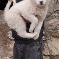 تیل نر و ماده