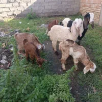 6راس بزغاله