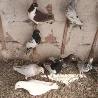 کبوتر|حیوانات|بجنورد, |دیوار