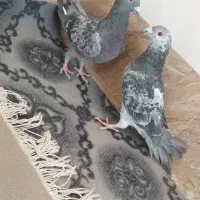 کبوتر