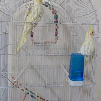 عروس هلندی|پرنده|خلجستان, |دیوار