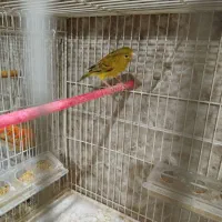 قناری ماده،کوتوله،عروس،مرغ عشق|پرنده|مشهد, امین آباد|دیوار