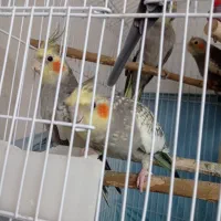 عروس هلندی بالغ نر و ماده و بچه 4ماهه|پرنده|رودسر, |دیوار