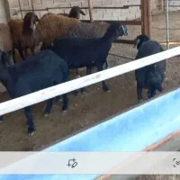 گوسفند قزل افشار بره ماده