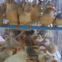 فنچ فائو اورنج تعداد|پرنده|اردبیل, |دیوار