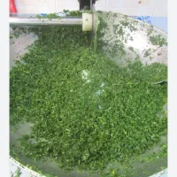 انواع سبزی