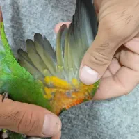 گرینچیک پیرلی|پرنده|مشهد, امیر آباد|دیوار
