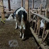 گوساله نر سیمنتال|حیوانات مزرعه|میانه, |دیوار