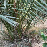پاجوش برحی|گل و گیاه طبیعی|بندر کنگان, |دیوار