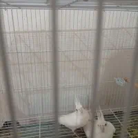 عروس هلندی البینو