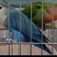 پرنده فروشی