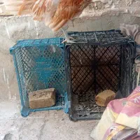 با سلام  خروس کاکلی نژاد دار