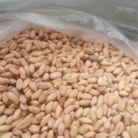 بذر کوهدشت بوجاری سم زده