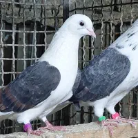 کبوتر قاره و قوچی درجه یک|پرنده|قائمشهر, |دیوار