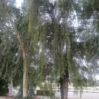 خریدار انواع درخت و قطع نخل|خدمات باغبانی و درختکاری|بوشهر, |دیوار