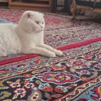 گربه اسکاتیش نر و ماده