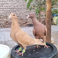 کفتر کبوتر سرخ کرمانی زرد کرمانی