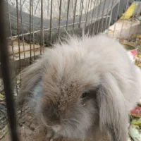 خرگوش لوپی|موش و خرگوش|شیراز, سهلآباد|دیوار