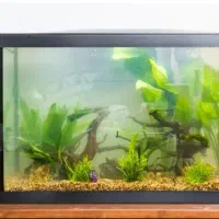 فروش دو عدد آکواریوم با کل وسایل