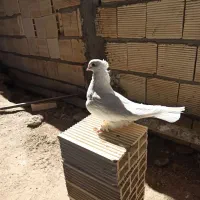 دو جفت کبوتر درشت و کشیده هوایی