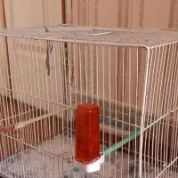 یک عددقفس سایزبزرگ