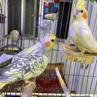 عروس هلندی