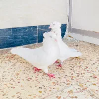 اراکی