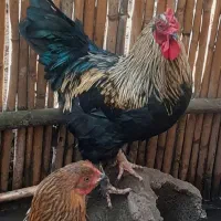 خروس پاه پر