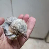 جوجه متولد قفس زیر دهن|پرنده|همدان, |دیوار