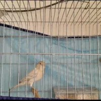 یک جفت قناری سیلور جوان مست مست|پرنده|مرودشت, ژیان|دیوار