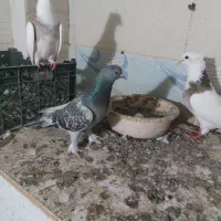 ترکیه ماده