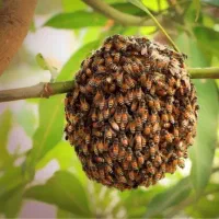 خریدار بچه زنبور