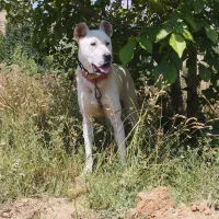 فروشی|سگ|رودسر, |دیوار