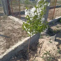 یک قطعه باغچه۵۰۰متری خوش قواره (مدارک تکمیل)