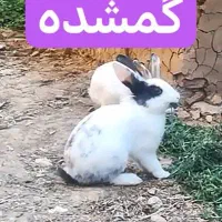 خرگوش گمشده