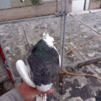 کبوتر طوقی|پرنده|فاضل آباد, |دیوار