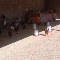 مرغ و خروس محلی|حیوانات مزرعه|کارزان, |دیوار