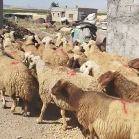 68راس میش درجه یک اکثرا جوان وشیره دار وابستن