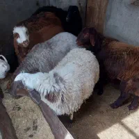بره کشتاری همراه با قصاب