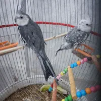 پرنده|پرنده|نیشابور, شهرک رسولی|دیوار