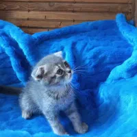 اسکاتیش بلو گلد