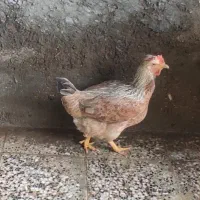 مرغ تخم گذار