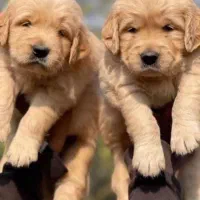 سگ گلدن رتریور پوزه مکعبی golden