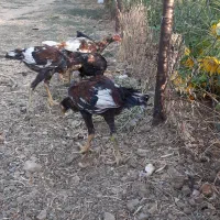 سلام فروش جوجه لاری سه مرغ و سه خروس بهترین نژاد