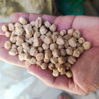 فروش فوری نخود درجه یک کاشت امسال