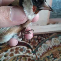 سهره صدرصدنر|پرنده|قم, ناصردیوان|دیوار