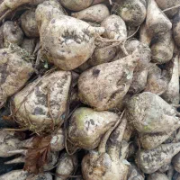 چغندر قند|عمده‌فروشی|میاندوآب, |دیوار