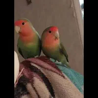 1جفت طوطی برزیلی صورت هلویی مولد،با تخم